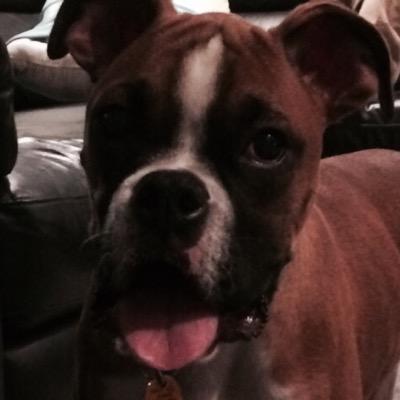 Goal= 1000 followers My name is Jax and i have the most lovable owners in the world and plz follow me and i will post more funny pics of me.