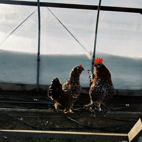 Farming with nature on 88 acres year-round