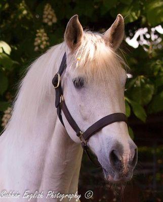 working in ballylinch stud Ireland