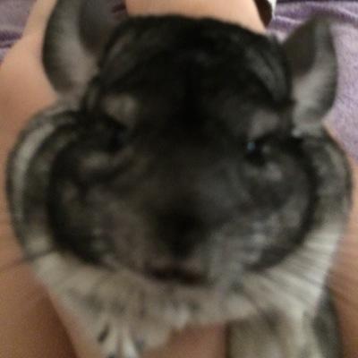 we're Ben and jerry the chinchillas we have cousins named Lucy and Babie they are Guienapigs I hope you haves fun watching our posts
