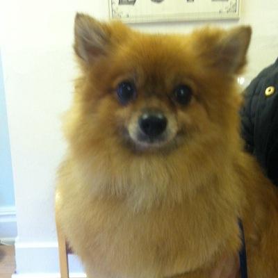 add me on facebook; groomed with love.   47 reddish lane M18 7JH call for an appointment: 0161 230 7479
