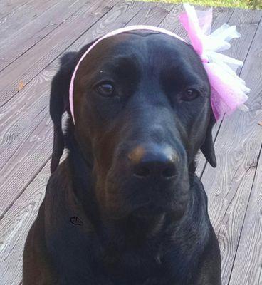 2 yrs Blk  Lab who loves to play soccer, swim in Lake MI, Neighborhood greeter