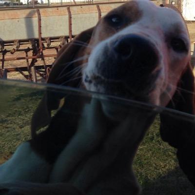 ScottTheMtnLion's profile picture. 