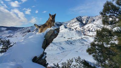 DiamondDogAcad's profile picture. Certified Professional Trainer, Graduate of National K-9 School for Dog Trainers.  Graduated from UCF with a BA degree in Psychology.