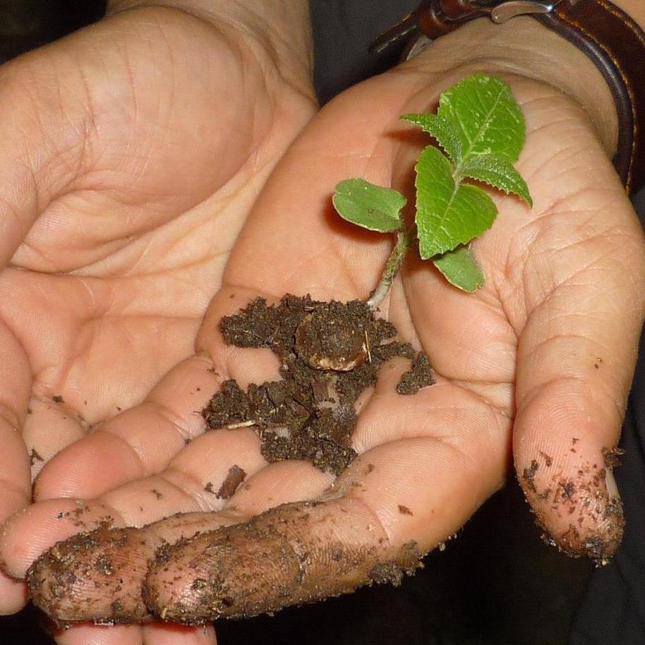 ecofarmasia's profile picture. Ethical venture farming teak and coffee on denuded and under-utilised land in the Philippines. Founded on principles of ecology, sustainability and equity