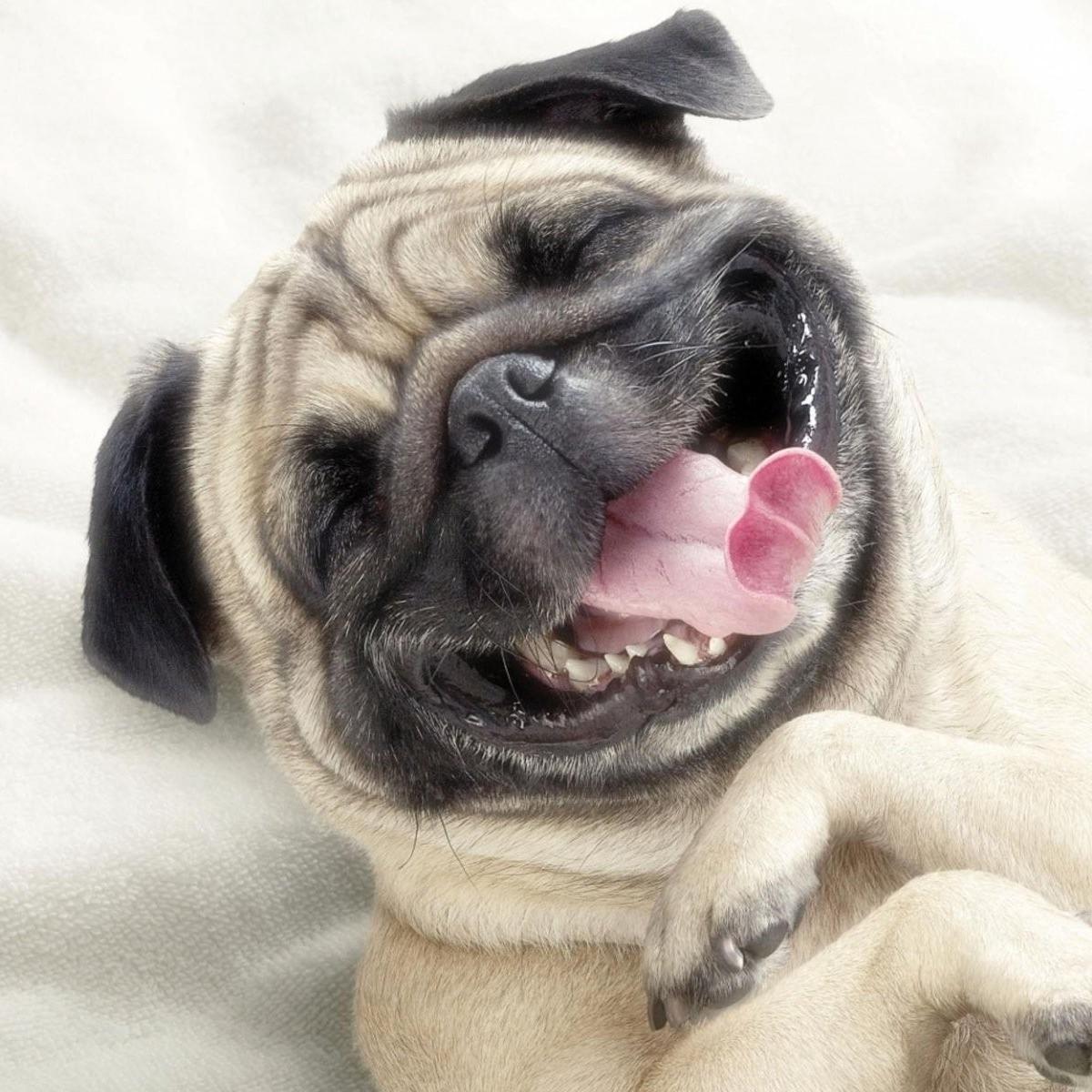 Pepes 3 Pugs :P