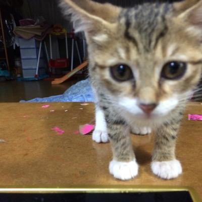 八丁念仏団子刺し Shogohomma Twitter