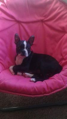 billard_sabrina's profile picture. wife, mother to 4 beautiful children and two beautiful step-children and a proud parent of a male boston terrier.