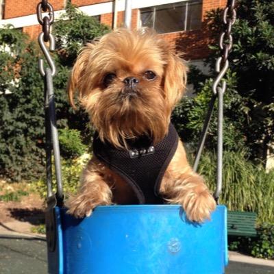 Brussels Griffon / Petit Brabancon from Sydney, Australia #sydneygriffons