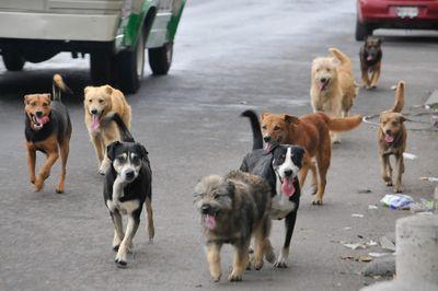 Los perros son los ángeles de la tierra