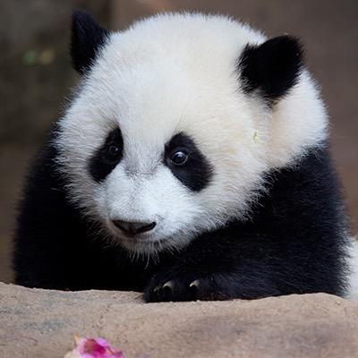 FolllowwPanda's profile picture. https://t.co/871nchqtGp Follow Panda follows you back. #TeamFollowBack