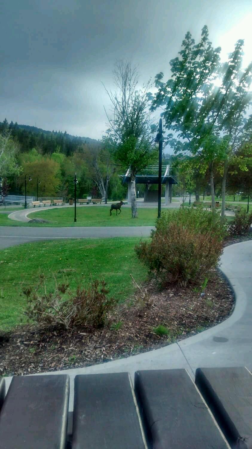 Newfieman78's profile picture. 