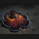 123456789 - @Jason_Hawk1 - Twitter