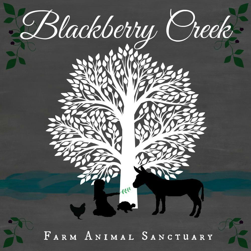 BlackBryCreek's profile picture. Blackberry Creek Farm Animal Sanctuary was founded in 2014 and is dedicated to providing lifetime sanctuary to farmed animals. It is a 501(c)(3).