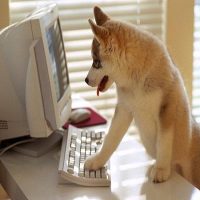 Web Developer