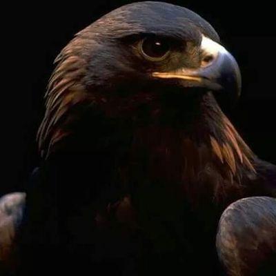 ‏‏إذا كنت ناوي تلف ودور  هذا المثل حطه بالك عمره الصقر ماعذبه عصفور