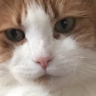 indykitty Profile Picture