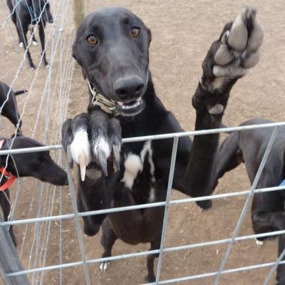 Let us take all the guess work out of placing your next bet. We have a dedicated small team of form analysis gurus who love sport, racing and the punt!!