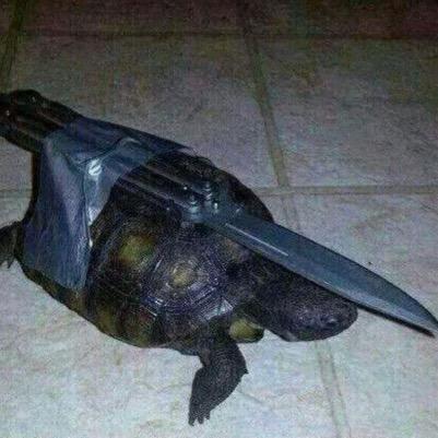 Tortuga mutante justiciera, defensora del pueblo y gran persona mejor tortuga.