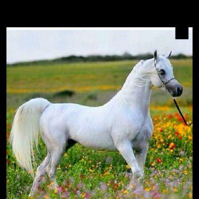 ‏تابعني اتابعك