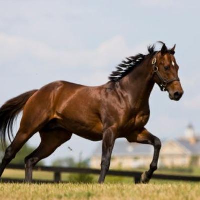 professional horse Racing punter