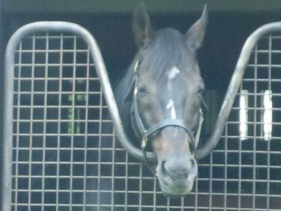 pirori_sweets's profile picture. サッカー（チェルシー🟦、鹿島🦌）、競馬（ステイゴールド）、野球（阪神🐯）、食べること（甘い物🍰、魚🐟）が好きです
