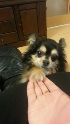 corecore_bot's profile picture. うさの弟、コア君の日常をアップしていきます、かわいいよ