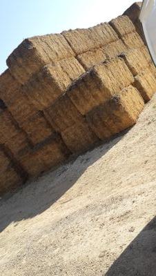 hamzaalgoul1's profile picture. 