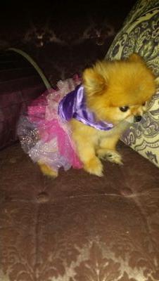THE SOURCE OF CUTEST dbwear.me if you dont have a Tutu we will find you one...