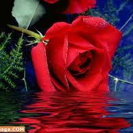 sbmanal1's profile picture. 