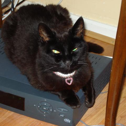 FigaroJewellery's profile picture. I sell handmade jewellery at my Etsy shop, Figaro Jewellery. I am inspired by the seasons and the ocean. I retweet to promote fellow crafters.