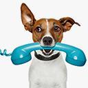 Missing Animaux 81's avatar Missing Animaux 81's avatar