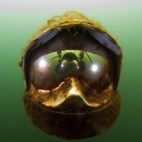 Ripst0ne (@ripstone) 's Twitter Profile