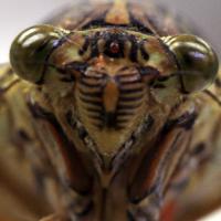 クマゼミ (@lonely__man_) 's Twitter Profile