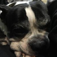 Tom Myers (@tommy2wheels) 's Twitter Profile