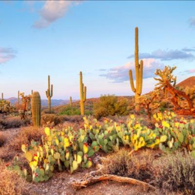 scottsdale33's profile picture. Currently bored and looking for something new and exciting, not sure what but curious about what's out there. DM open to all