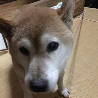 模型 とか Ma.K.(マシーネン) とか ミニ四駆 とか ミニチュアペインティング とか D&D とか ドワーフ とか Monty Python とか Python とか Haskell とか Vim とか ボードゲーム とか Make とか Arduino とか 自作楽器 とかが好きだと思い込んでいる節がある。