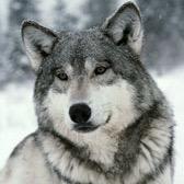 JerzyJafo's profile picture. 