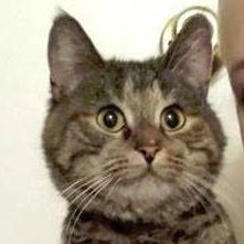 Hi there! I'm Mittens the Kitten. Read my story at the link below and help donate to my cause! I promise, you'll be smitten ;)
