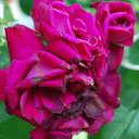 Nicole Darr - @nicolelynn - Twitter