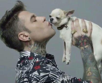 cane di razza pedegree molto simpatico e bianco instagram therealguethecihuahua e amo le mie linguette bau