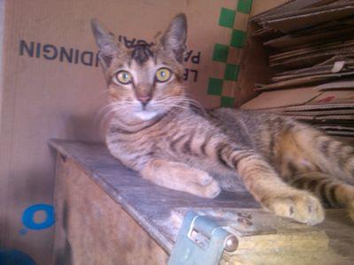 shadrounfcs's profile picture. love all of the nudes