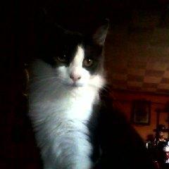 I usually go by Screech. Rock N' Roll, Randy Rhoads, Penguins and of course, Pizza. Robbin, Nikki, Leppie and Jake are not only my cats but my babies.