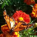 Susan Bernauer - @sueflysue - Twitter