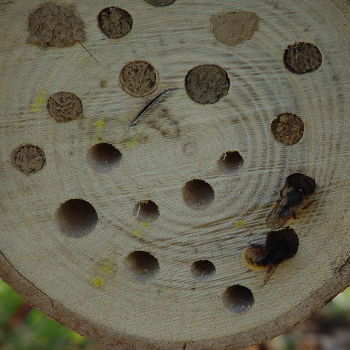 ENSEMBLE PROTEGEONS L'HABITAT DES ABEILLES #jardinforêtmellifère #paysagenourricier #Mécénat #savethebees #biodiversité #régénération @liensdabeilles@piaille.fr