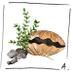 Fête de la coquille  (@fete2lacoquille) Twitter profile photo