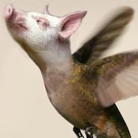 Sinecuro (@sinecuro) 's Twitter Profile