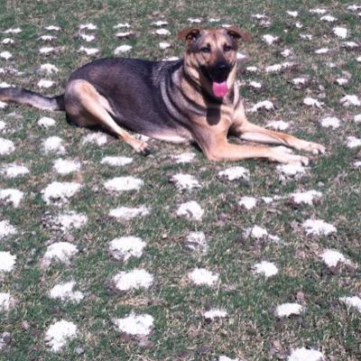 LarryLlane's profile picture. Owner Turf Time West  . '79 Cyclones Alum. 25 years of service.