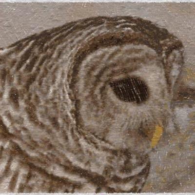I'm just a missunderstood Owl living around Bush's Pasture Park #angryowl