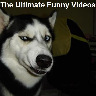 Non Stop Laughing . Just Check our Daily Funny Videos !